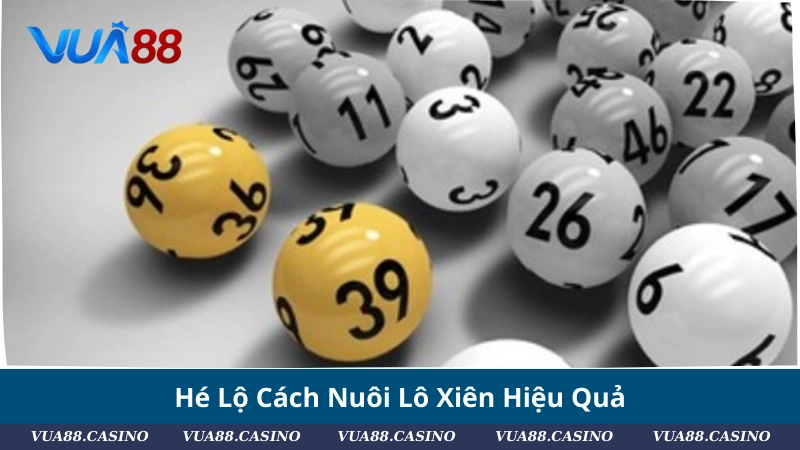 Hướng Dẫn Cách Chơi Lô Xiên Dễ Trúng Nhất 2025 Hé Lộ Cách Nuôi Lô Xiên Hiệu Quả